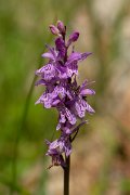 DPPhotography - Corsica - Dactylorhiza saccifera - D