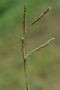 DPPhotography - Corsica - Dallisgrass, Paspalum dilatatum - A