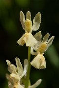 DPPhotography - Corsica - Elder-flowered orchid, Dactylorhiza sambucina - A