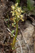 DPPhotography - Corsica - Elder-flowered orchid, Dactylorhiza sambucina - B