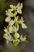 DPPhotography - Corsica - Elder-flowered orchid, Dactylorhiza sambucina - D