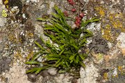 DPPhotography - Corsica - Forked spleenwort - A