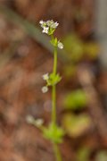 DPPhotography - Corsica - Galium minutulum - A