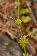 DPPhotography - Corsica - Galium minutulum - B