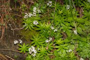 DPPhotography - Corsica - Galium odoratum - B