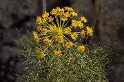 DPPhotography - Corsica - Giant fennel, Ferula communis - A