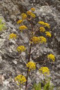 DPPhotography - Corsica - Giant fennel, Ferula communis - B