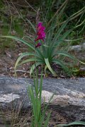 DPPhotography - Corsica - Gladiolus dubius - B