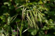DPPhotography - Corsica - Great brome - A