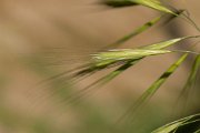 DPPhotography - Corsica - Great brome - B