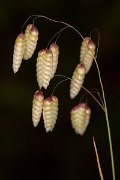 DPPhotography - Corsica - Greater quaking-grass - B