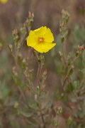 DPPhotography - Corsica - Halimium halimifolium - A