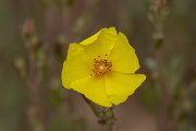 DPPhotography - Corsica - Halimium halimifolium - B