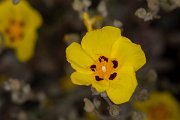 DPPhotography - Corsica - Halimium halimifolium - D