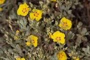 DPPhotography - Corsica - Halimium halimifolium - E