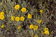 DPPhotography - Corsica - Halimium halimifolium - G