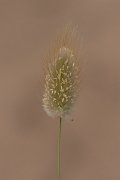 DPPhotography - Corsica - Harestail grass - A