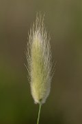 DPPhotography - Corsica - Harestail grass - D