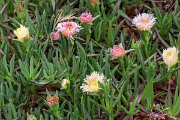 DPPhotography - Corsica - Hottentot fig, Carpobrotus edulis - B
