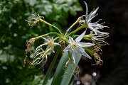 DPPhotography - Corsica - Illyrian sea lily, Pancratium illyricum - A
