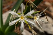 DPPhotography - Corsica - Illyrian sea lily, Pancratium illyricum - C