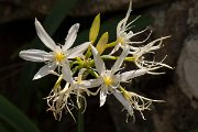DPPhotography - Corsica - Illyrian sea lily, Pancratium illyricum - D