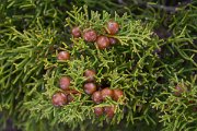 DPPhotography - Corsica - Juniperus phoenicea - A