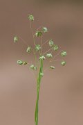 DPPhotography - Corsica - Lesser quaking-grass - B