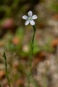 DPPhotography - Corsica - Linum bienne - B
