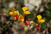 DPPhotography - Corsica - Lotus corniculatus - A