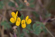 DPPhotography - Corsica - Lotus cytisoides - A