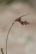 DPPhotography - Corsica - Luzula spicata - B