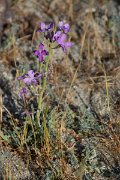 DPPhotography - Corsica - Matthiola sinuata - A