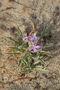 DPPhotography - Corsica - Matthiola sinuata - C