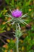 DPPhotography - Corsica - Milk thistle - D