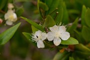 DPPhotography - Corsica - Myrtus communis - A