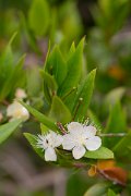 DPPhotography - Corsica - Myrtus communis - B