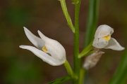 DPPhotography - Corsica - Narrow-leaved helleborine, Cephalanthera longifolia - A