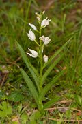 DPPhotography - Corsica - Narrow-leaved helleborine, Cephalanthera longifolia - B