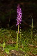 DPPhotography - Corsica - Orchis mascula, Early Purple Orchid - A