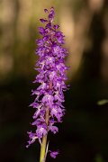 DPPhotography - Corsica - Orchis mascula, Early Purple Orchid - B