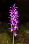 DPPhotography - Corsica - Orchis mascula, Early Purple Orchid - E