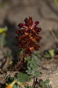 DPPhotography - Corsica - Orobanche sanguinea - A