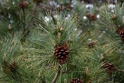 DPPhotography - Corsica - Pinus nigra subsp. salzmannii, Corsican pine - A