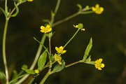 DPPhotography - Corsica - Ranunculus flammula, Lesser spearwort - A