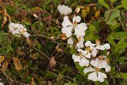 DPPhotography - Corsica - Rosa sempervirens - A