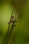 DPPhotography - Corsica - Round-headed club-rush - A