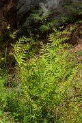 DPPhotography - Corsica - Royal fern, Osmunda regalis - B