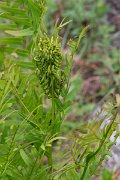DPPhotography - Corsica - Royal fern, Osmunda regalis - D