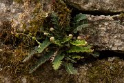DPPhotography - Corsica - Rustyback, Asplenium ceterach - B